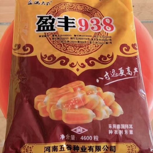 盈丰938黄金粮玉米种，耐高温不花粒大棒抗倒米质好稀稠都能种