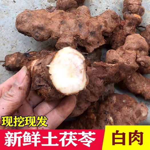 惠东县土伏芩