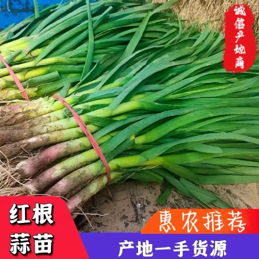 当阳市湖北省当阳市新鲜红根蒜苗绿色健康蔬菜品质保证