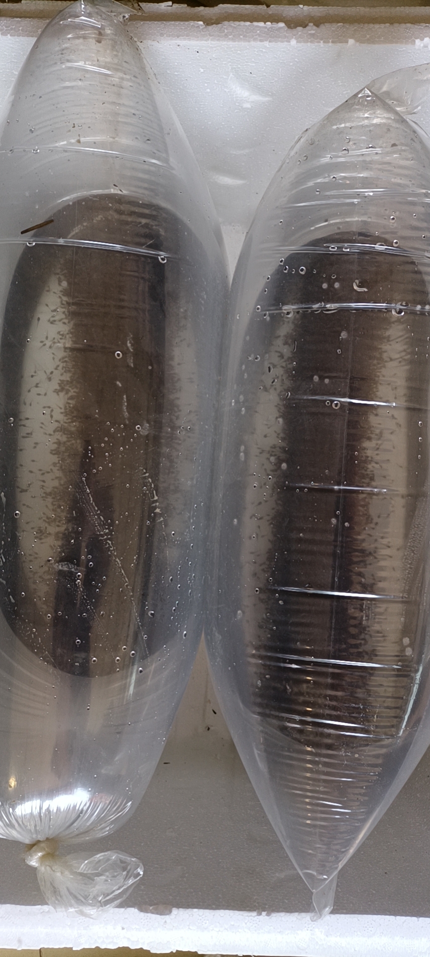 基地供应青蛙苗，大蝌蚪，小圆头，