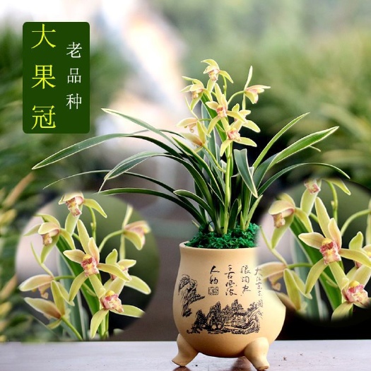 南靖县兰花建兰金边【大果冠】浓香 花卉 易成活 办公室 绿