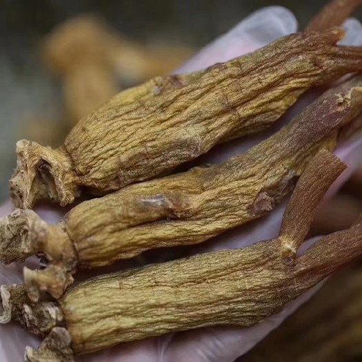 昆明高丽参