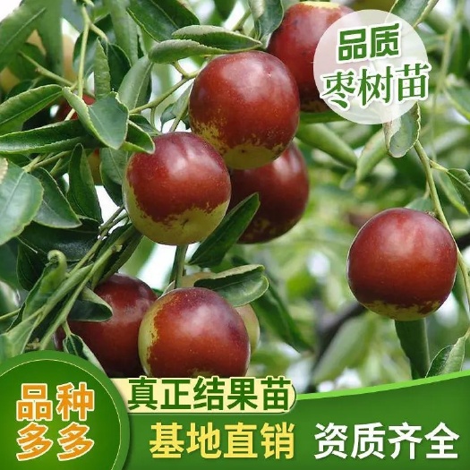 武陟县新品种枣树苗沾化冬枣，蟠枣，葫芦枣，金丝枣量大
