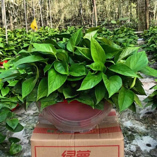 广州180盆110盆360盆绿萝基地直销