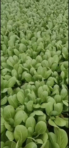 商丘小青菜，货源充足，欢迎老板下单