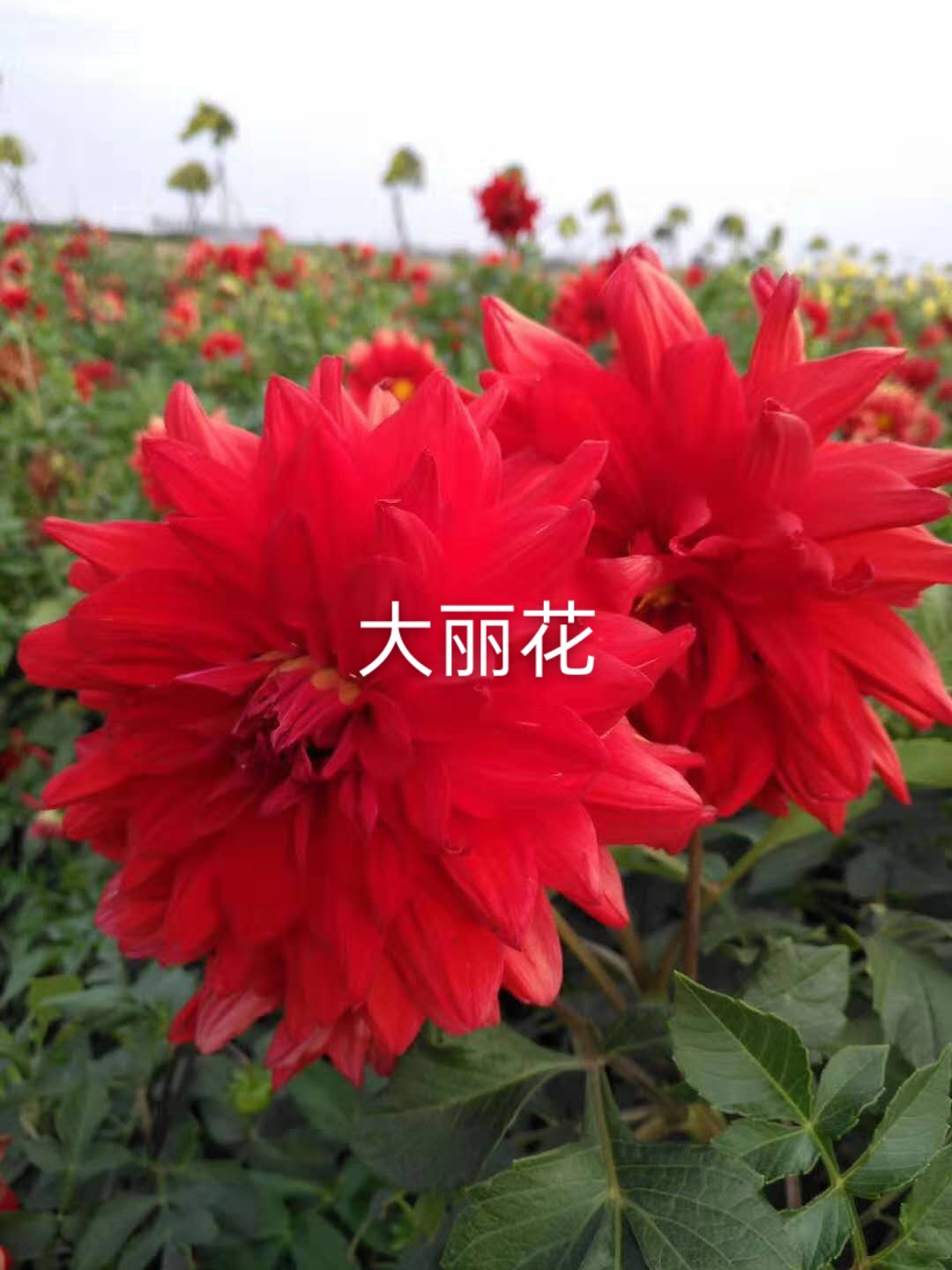 大丽花