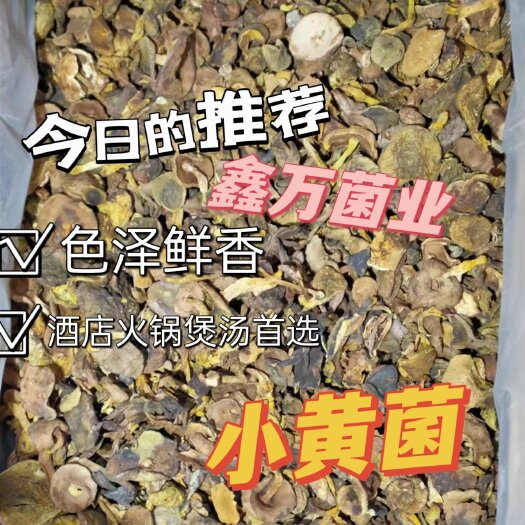 古田县小黄菌云南野生菌产地直销一手货源