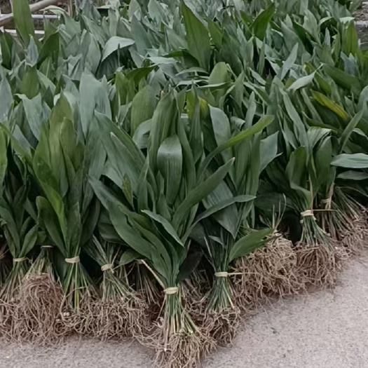 都江堰市一叶兰