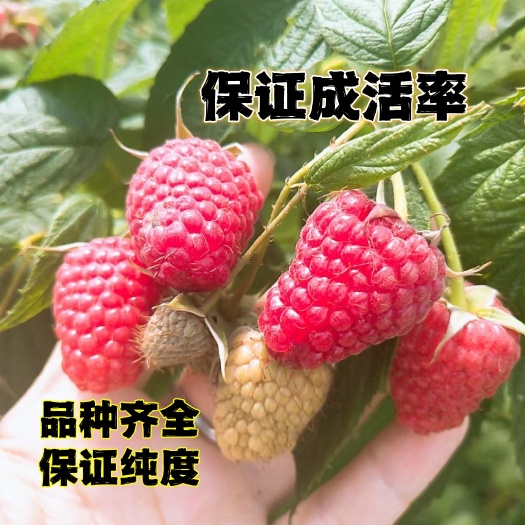 白山双季树莓苗  2年苗当年结果  双季大果抗严寒品种 适合南北