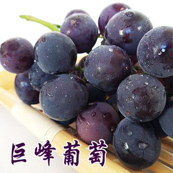 昌黎县很成熟的老品种  巨峰葡萄苗  大粒口感独特