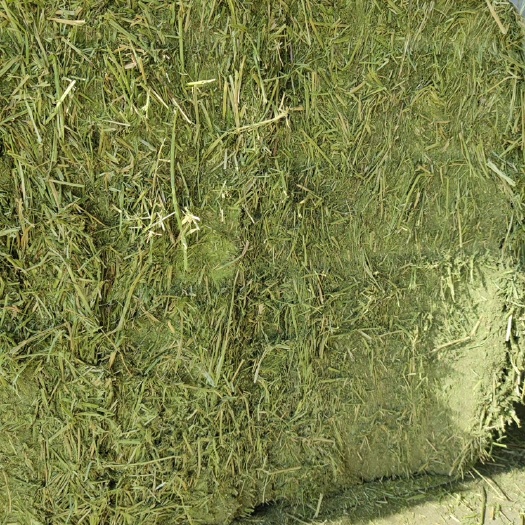 山丹县头茬一级苜蓿