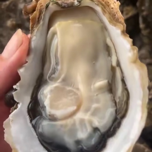 佛山湛江生蚝，一手货源，产地直销，全国均可发货