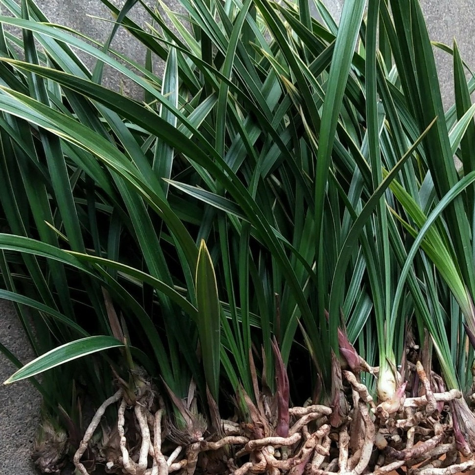 黄金彩虹建兰兰花苗带花苞室内植物观花花卉盆栽办公翠绿