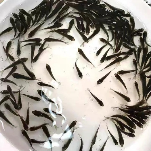 枣庄草鱼苗100条