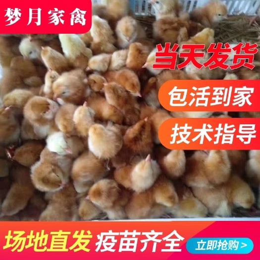 衡阳县纯种鸡苗九斤红鸡苗红玉公鸡快大型鸡苗大型肉鸡苗k9鸡苗青脚鸡