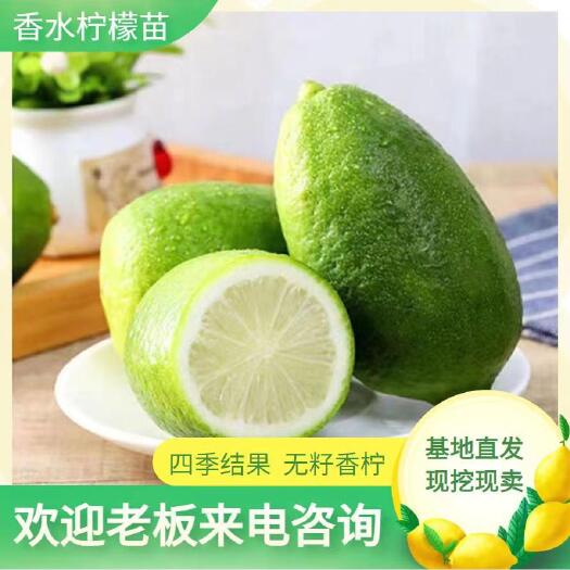 灵山县广东香水柠檬树苗四季结果 无籽香柠