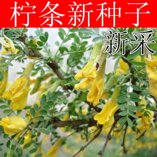 沭阳县柠条种子小叶锦鸡儿毛条种籽多年生抗旱绿化护坡固土灌木蜜源植物