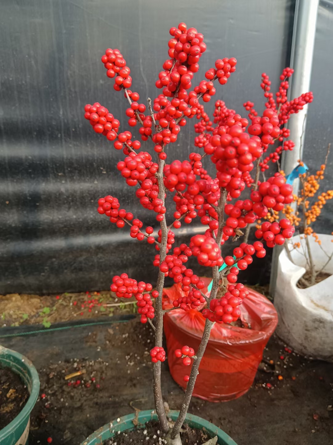 地栽北美冬青，2年生3年生北美冬青