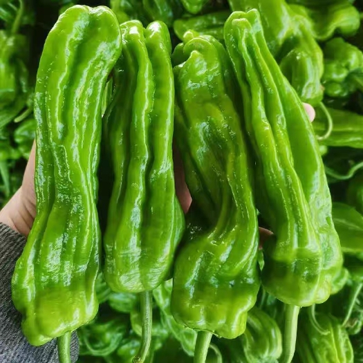 宿州薄皮菜苗顺丰包邮成交额破万基地直接发货量大从优专注品牌
