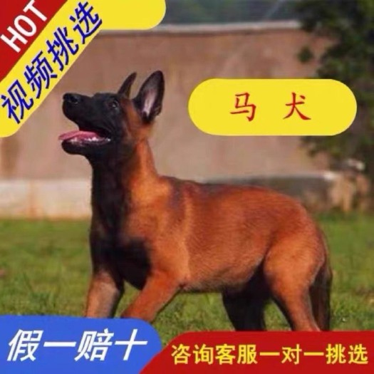 巨野县爆红马犬科目马犬马犬幼犬