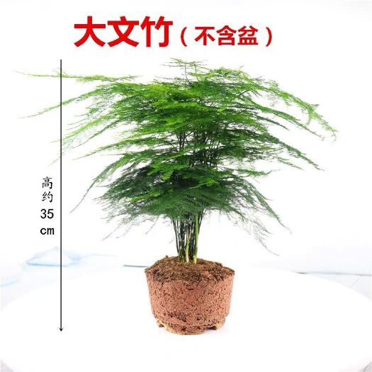 漳州漳州文竹（不包运费）