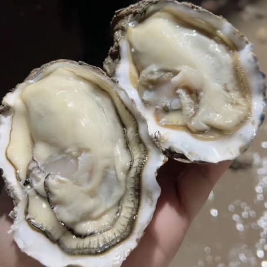 乳山市山东乳山自家生蚝，鲜肥味美！包邮到家！