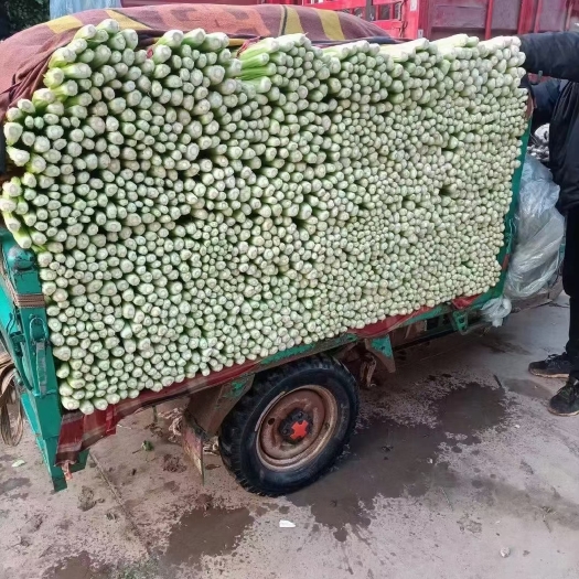 邯郸河北精品中细芹菜
