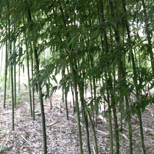 临朐县竹苗子
