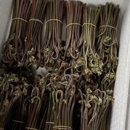 惠水县贵州高山蕨菜大量出货，欢迎各位老板￼
