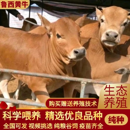 鲁西黄牛 买十送一 万头黄牛基地批发 品质有保障 包运输