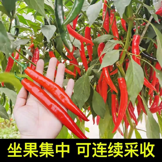 宿州美人椒苗成交额破万基地直接发货量大从优专注品牌三十年诚信合作
