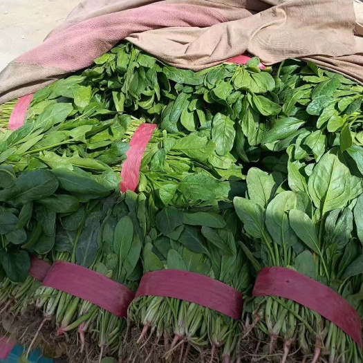 邯郸精品小叶菠菜大量上市，欢迎各地商客联系