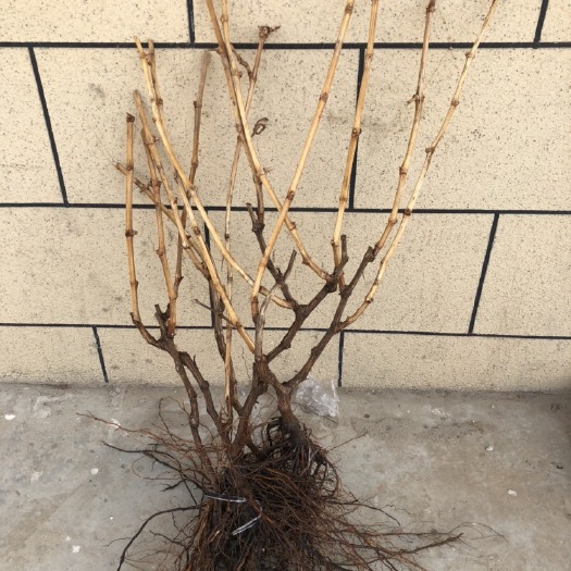 平度市当年挂果葡萄苗阳光玫瑰玫瑰香巨峰涌尤一号泽山一号妮娜皇后