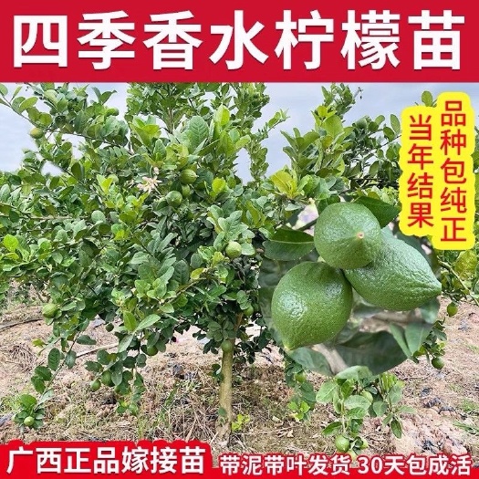 灵山县四季结果香水柠檬苗盆栽地栽果树苗南北方种植水果苗绿植花卉庭院