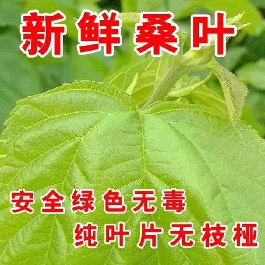 横州市广西新鲜桑叶零售，批发。