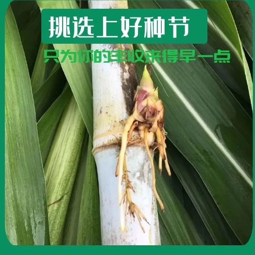 罗甸县无毛甜象草种子 种节多年生四季牧草新型皇竹草甜象草3号巨菌草