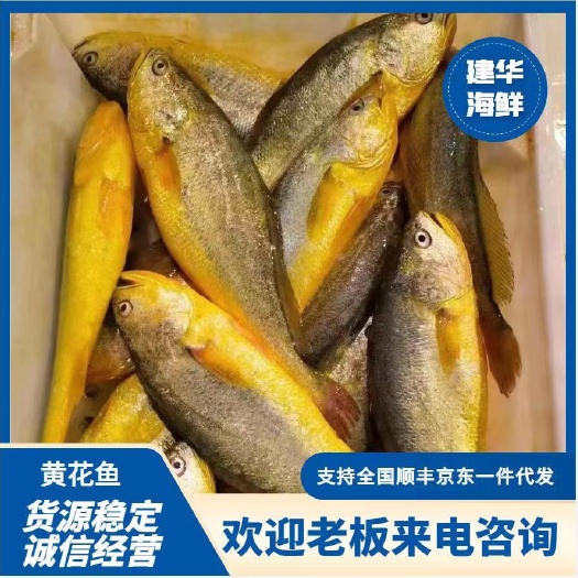 大黄鱼 黄花鱼 活鱼速冻 支持一件代发