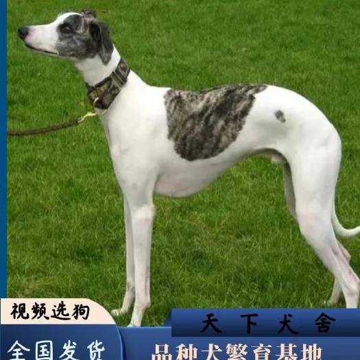 郓城县灵缇犬格力犬格惠犬惠比特犬猎兔犬养殖幼犬意大利小灵缇热卖猎犬