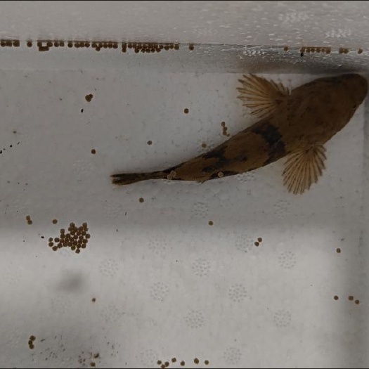 枣庄笋壳鱼苗包邮6-8cm5条