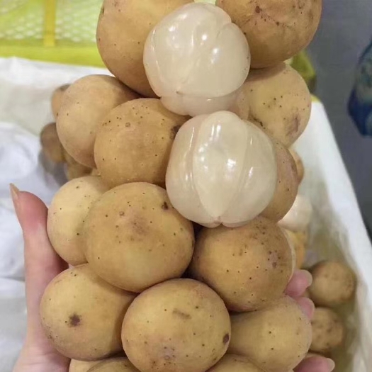 灵山县龙贡果苗嫁接苗带土球带叶子发货