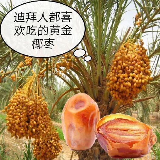 沧县新货椰枣伊拉克黄金椰枣伊朗黑椰枣干果零食