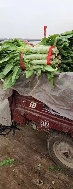 新泰市大量三青莴苣