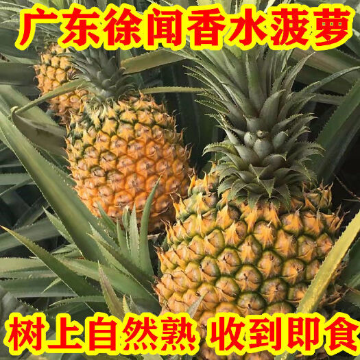 徐闻香水小菠萝 树上熟 现摘新鲜水果 整箱产地包邮