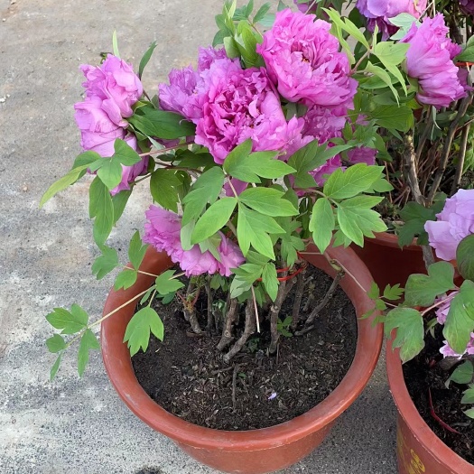 菏泽牡丹树    精品牡丹花盆栽地载阳台南北方庭院种植