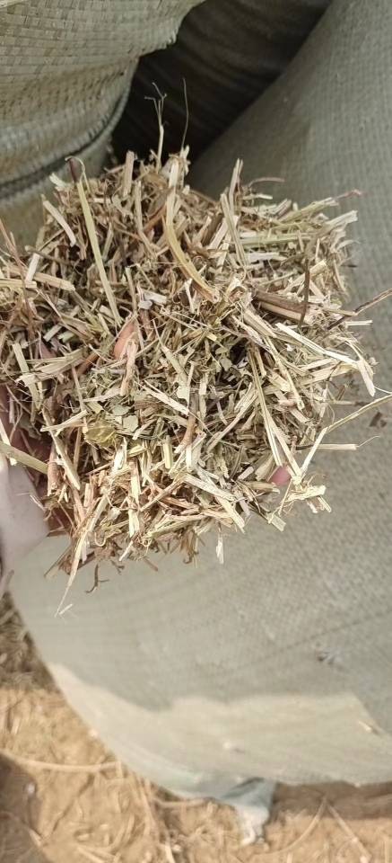 曲阳县花生秧