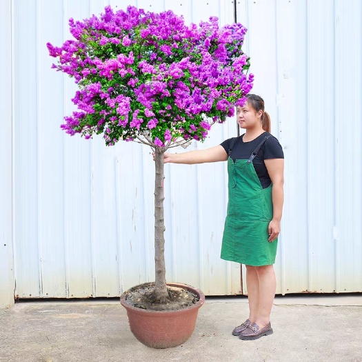 四季开花丁香花树苗浓香型苗花卉植物耐寒庭院四季丁香花盆栽苗木