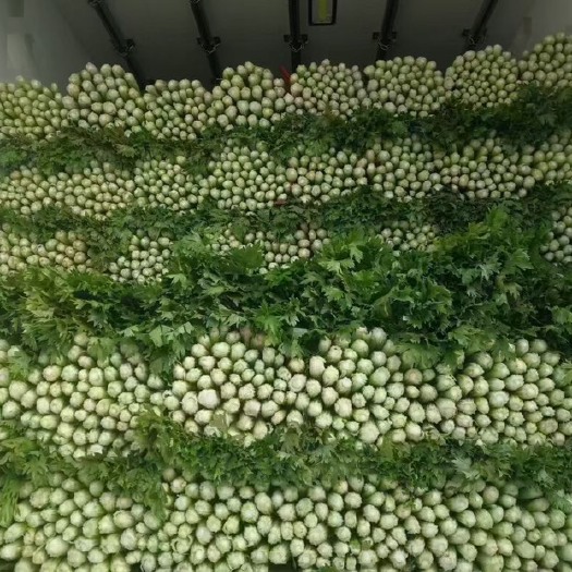 邯郸河北邯郸产地发货暖棚好货芹菜