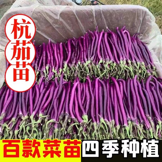 线茄苗成交额破万基地直接发货量大从优专注品牌三十年诚信合作