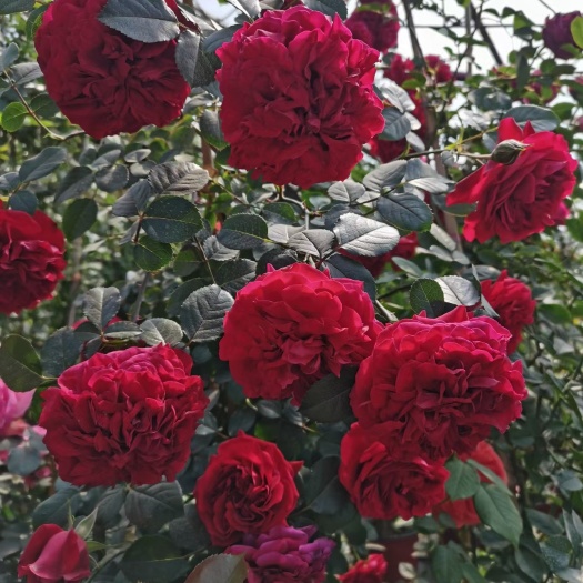 海城市藤本月季 种苗自己家苗圃的月季花，质量保证，粉色红花，开大花