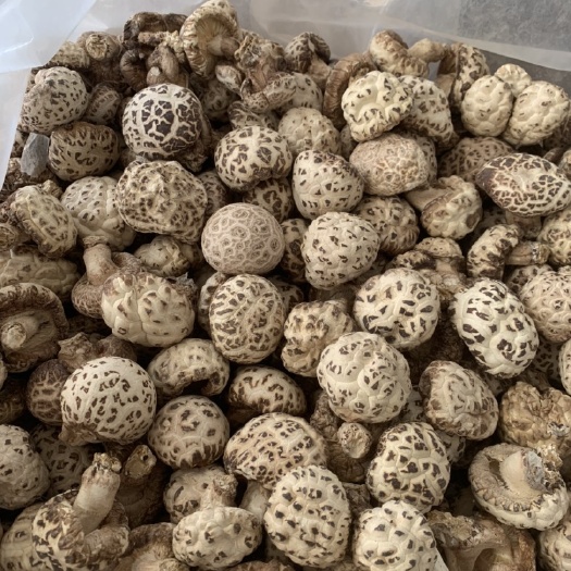 2024泌阳花菇特产新货干花菇大花菇肉厚香菇干香菇干蘑菇